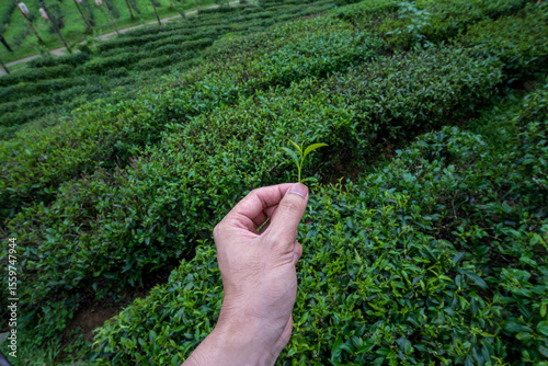 The tea picker is harvesting tea leaves in the morning.	