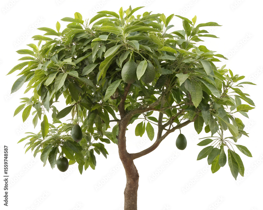 Fototapeta premium Whole Avocado Tree with Ripe Fruits Isolated on White Background