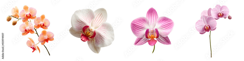 Orchid Blossom Set: Exotic Tropical Flowers on White Background Orchid Blossom Set: Exotic Tropical Flowers on White Background