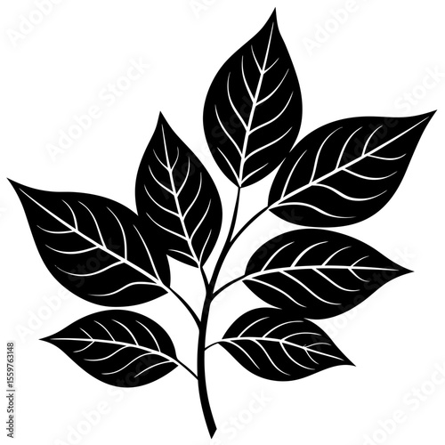 Stylized ash tree branch with leaves black and white vector