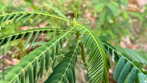 Fresh green senna plant leaves reveal natural beauty in a vibrant, closeup botanical view