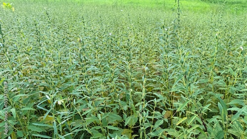 Vast green field showcases a thriving crop of tall sesame plants under the natural sunlight
