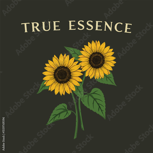 Vintage-style illustration of sunflowers with leaves, botanical floral design for decoration and branding