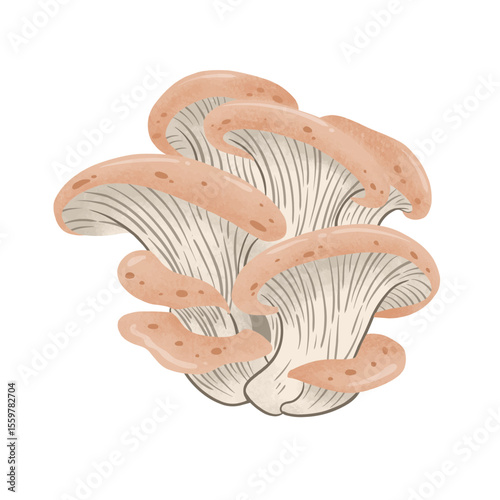 Watercolor Illustration of Pink Oyster Mushrooms