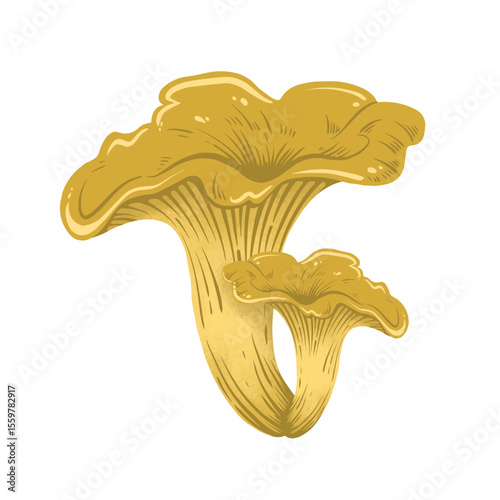 Chanterelle Mushroom Illustration on Black Background