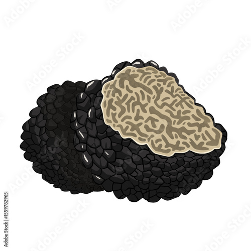Illustration of Black Truffle Mushroom