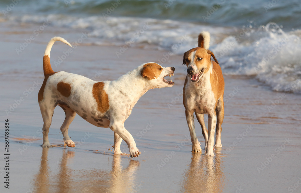 Two dogs are playing on the beach, one of them is brown and white Two dogs are playing on the beach, one of them is brown and white