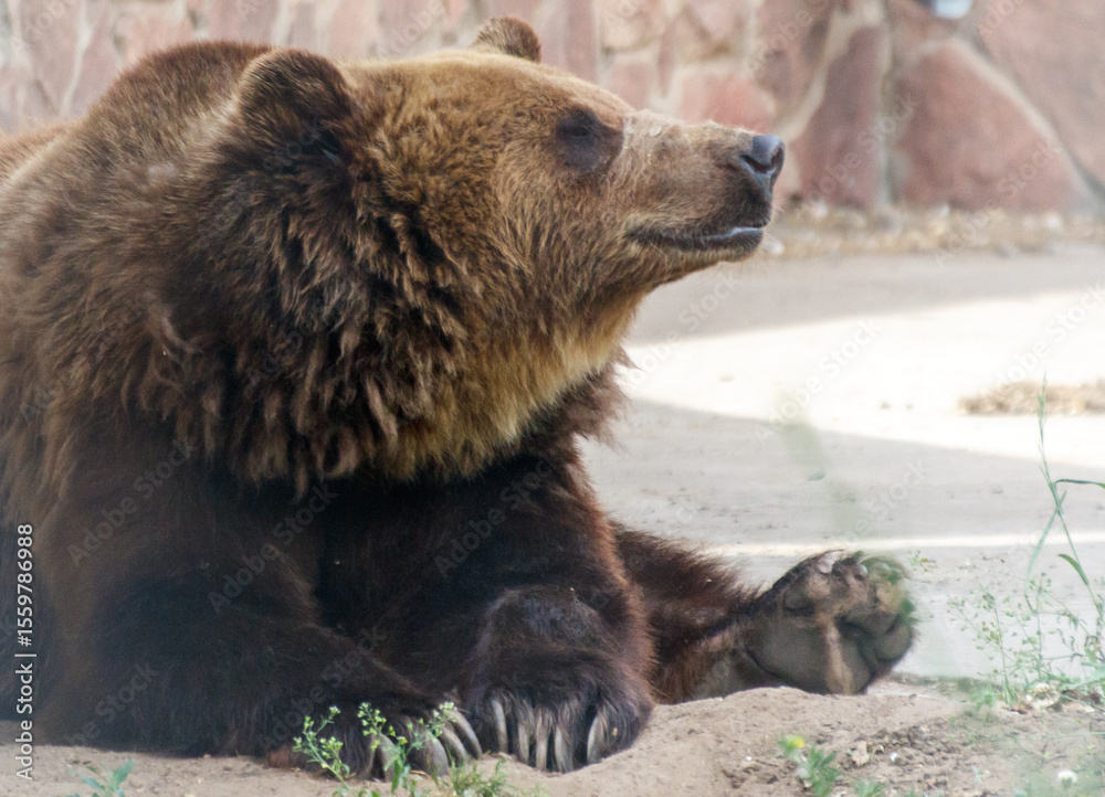 Fototapeta premium A brown bear is laying down on the ground