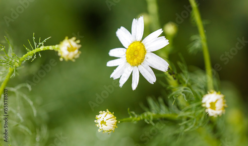 A white flower with yellow center is in the foreground of a green background