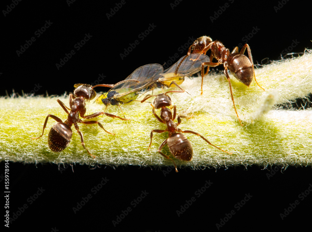 Fototapeta premium Three brown ants are on a leaf
