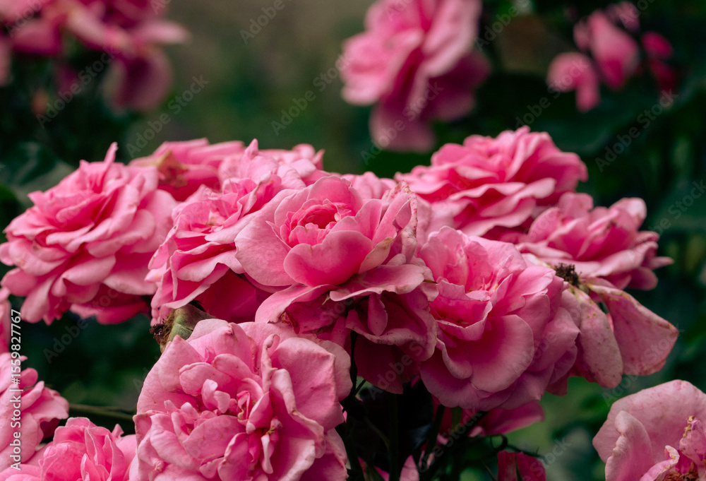 Fototapeta premium rose garden at late spring