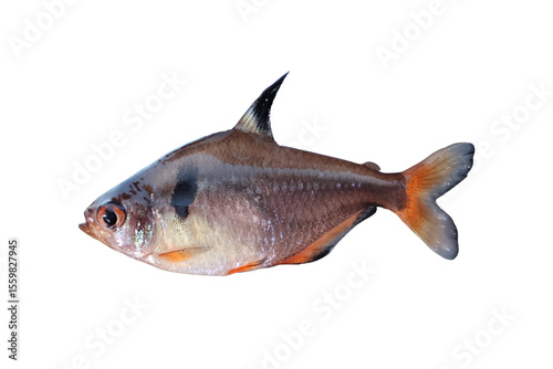 Serpae tetra (hyphessobrycon eques) specimen on transparent background