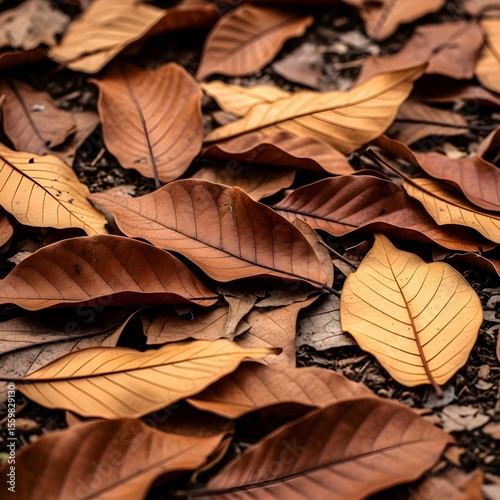 autumn leaves on the ground