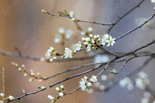 Obraz na płótnie cherry blossom in spring