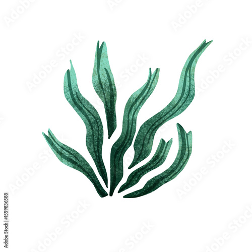 Seaweed Summer clipart ocean beach 