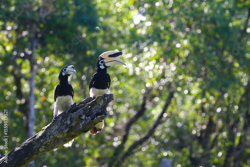 oriental pied hornbill at wild.