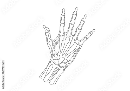 Hand anatomy drawing. It is a black and white outline image of hand anatomy, illustrating the bones of the hand and wrist. Vector sketch line art draw.