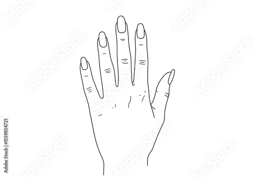 Hand nail drawing. It is a black and white outline image of a hand with visible nails, emphasizing the details of the fingernails. Vector sketch line art draw.