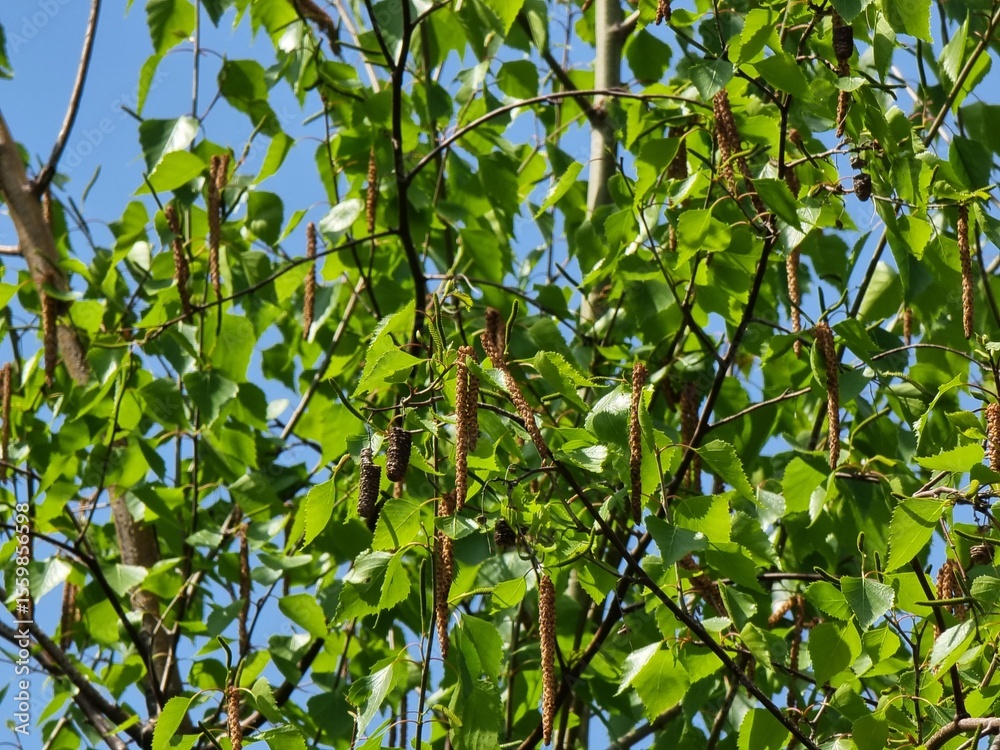 Fototapeta premium birch branch with green leaves 