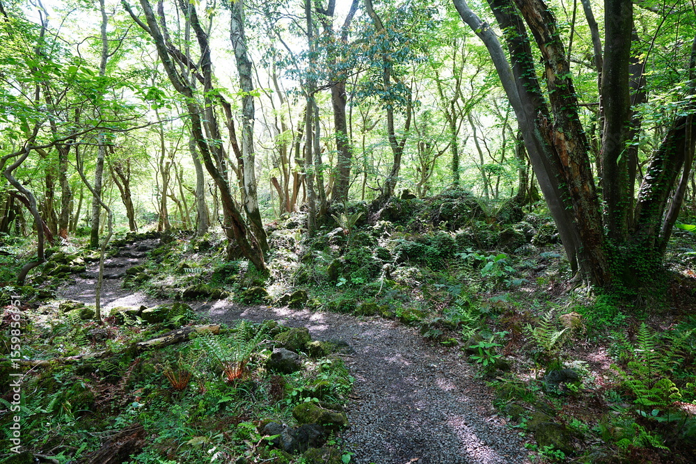 Obraz premium fine path in the spring sunlight 