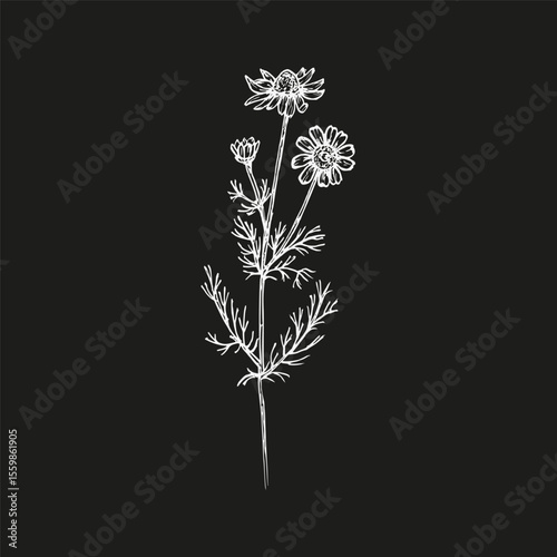 Chamomile herb sketch in botanical style. Daisy outline engraved drawing for cooking, spa, medicinal tea, and garden beauty. Hand drawn vector floral clipart