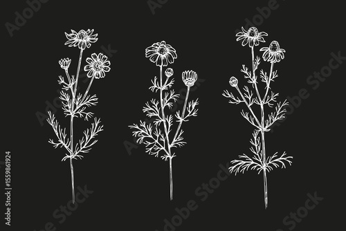 Chamomile sketch drawings set. Daisy natural herb plant outline illustrations in engraving style for culinary, wellness, garden, and healing. Hand drawn floral vector clipart