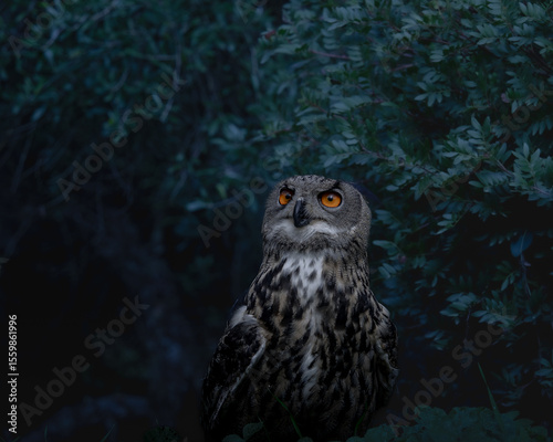Eurasian eagle-owl wild portrait