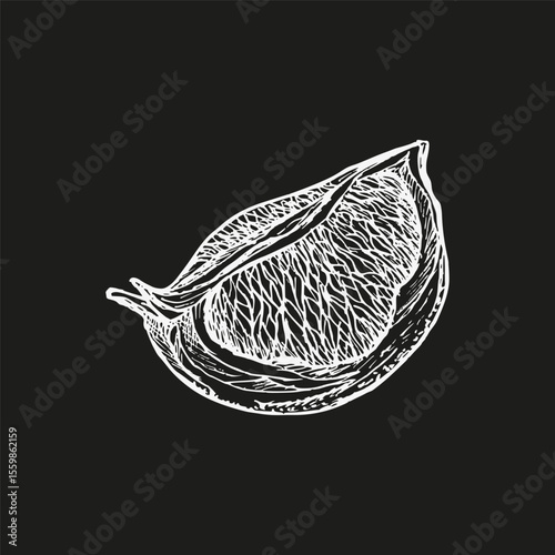 Grapefruit - vintage sketch illustration. Engraved plant drawing. Wellness, natural cosmetics, culinary herbs, aromatherapy, and garden decor. Hand drawn vector clipart