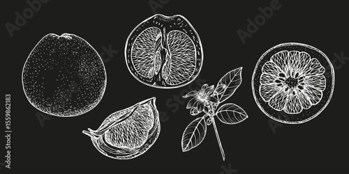 Grapefruit sketch illustration collection. Botanical outline drawing in engraving style. Hand drawn floral vector clipart. Cooking, aromatherapy, garden, medicinal concept