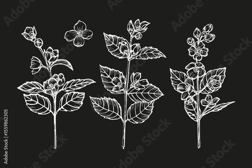 Collection of jasmine flowers - outline sketch illustration. Botanical drawings in engraving style for organic cooking, garden care, and aromatherapy. Hand-drawn vector clipart