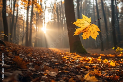 Golden Maple Leaf Floating in Autumn Forest with Sun Rays Fallen Leaves and Tree Trunks in Background on a Sunny Day