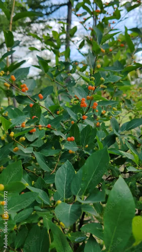 Green leaves and red berries on branches of common barberry in September Green leaves and red berries on branches of common barberry in September