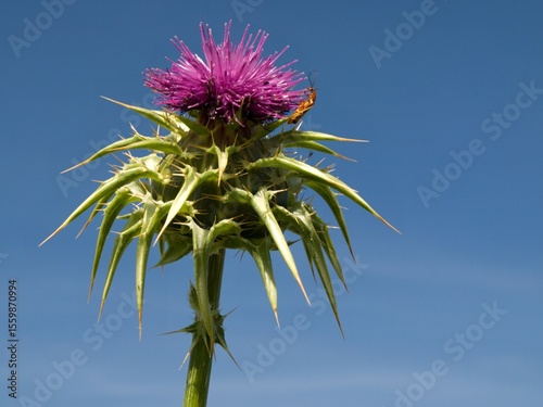 Blooming noxious milk thistle with insect against blue sky