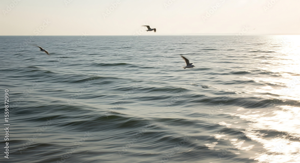 Fototapeta premium Three graceful gulls soar over a calm ocean under a clear summer sky