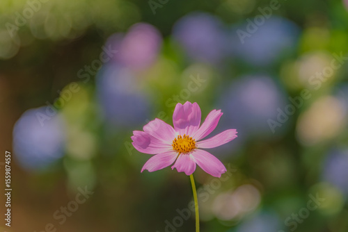 初夏の秋桜