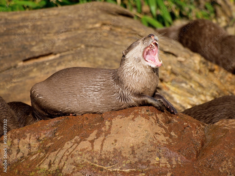 Fototapeta premium wydra na kamieniu