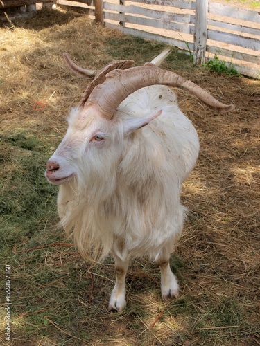 Kozioł