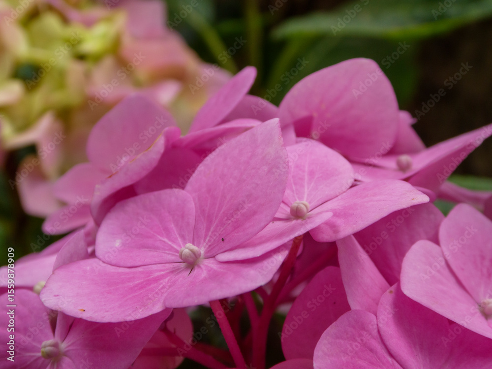 Obraz premium Vibrant pink Hydrangea blossoms in a summer garden