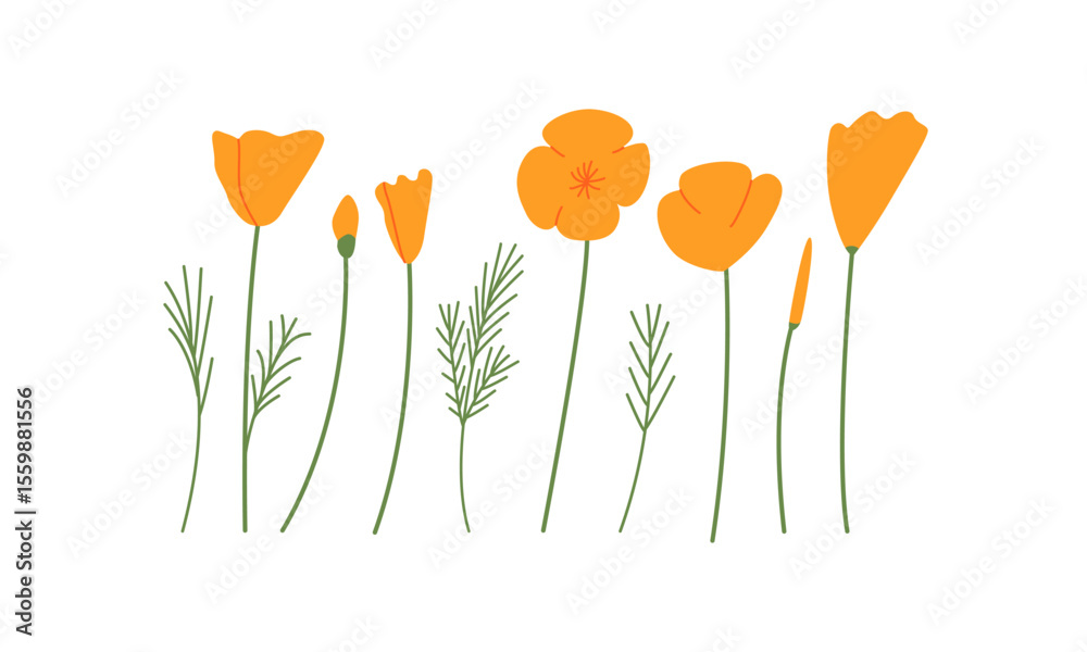 Φωτογραφία Set of california poppy flowers, buds and leaves on isolated background