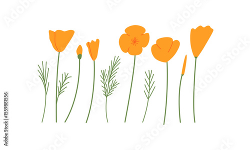 Set of california poppy flowers, buds and leaves on isolated background. Orange blossom botanical vector flat illustration. Eschscholzia floral clipart for garden and spring designs.