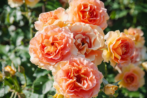オレンジの薔薇
