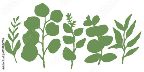 Set of tropical green eucalyptus leaves. Vector illustration. Silhouette of tropical leaves