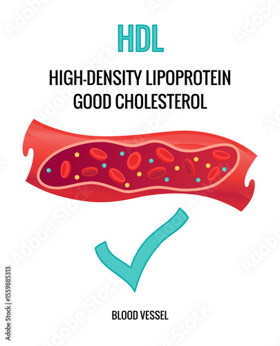 Type of cholesterol in human blood vessels. Normal artery for explanation disease. High-Density Lipoprotein HDL. Vector illustration