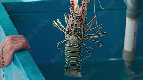 A man lifts a large pearl lobster from an aquaculture in Indonesia. A man holds a live pearl lobster.