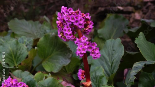 Bergenia blooming with pink flowers in the garden