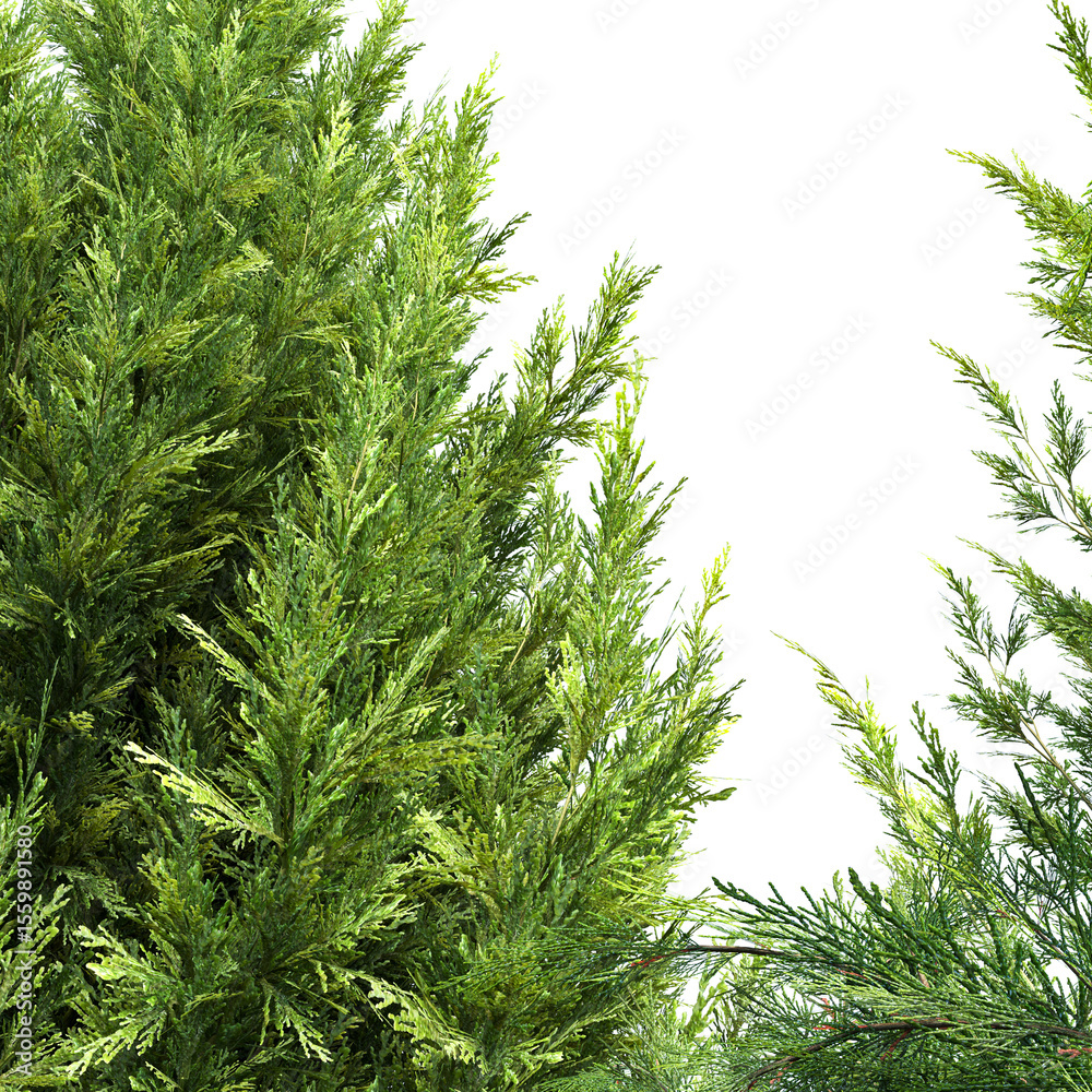 Fototapeta premium group of coniferous plants from juniper stones and pebbles