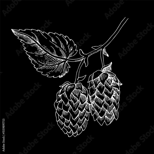 Hand drawn hop branch vector