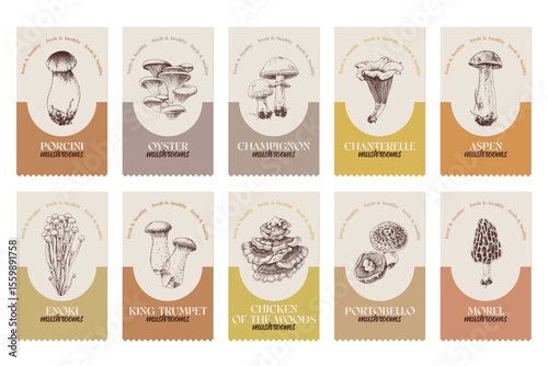 Mushroom labels with hand drawn illustrations