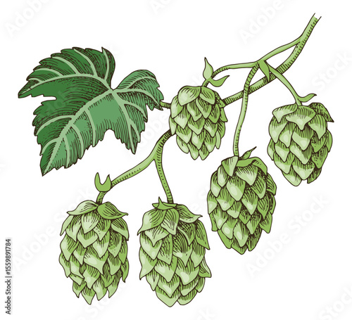 Hand drawn hop branch vector