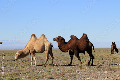 Bactrian camels are a species native to Central Asia. They are different colored Asian camels that walk the steppes of Mongolia.